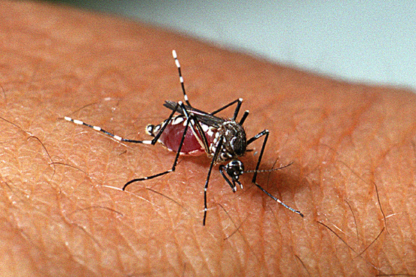 Papanduva registra 05 casos de dengue e 05 focos de Aedes Aegypti