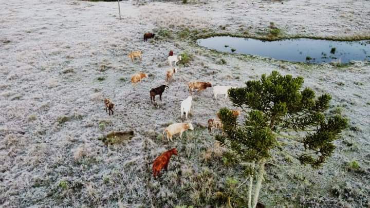 ❄️🌬Tudo branco: geada cobre os campos da Serra Catarinense