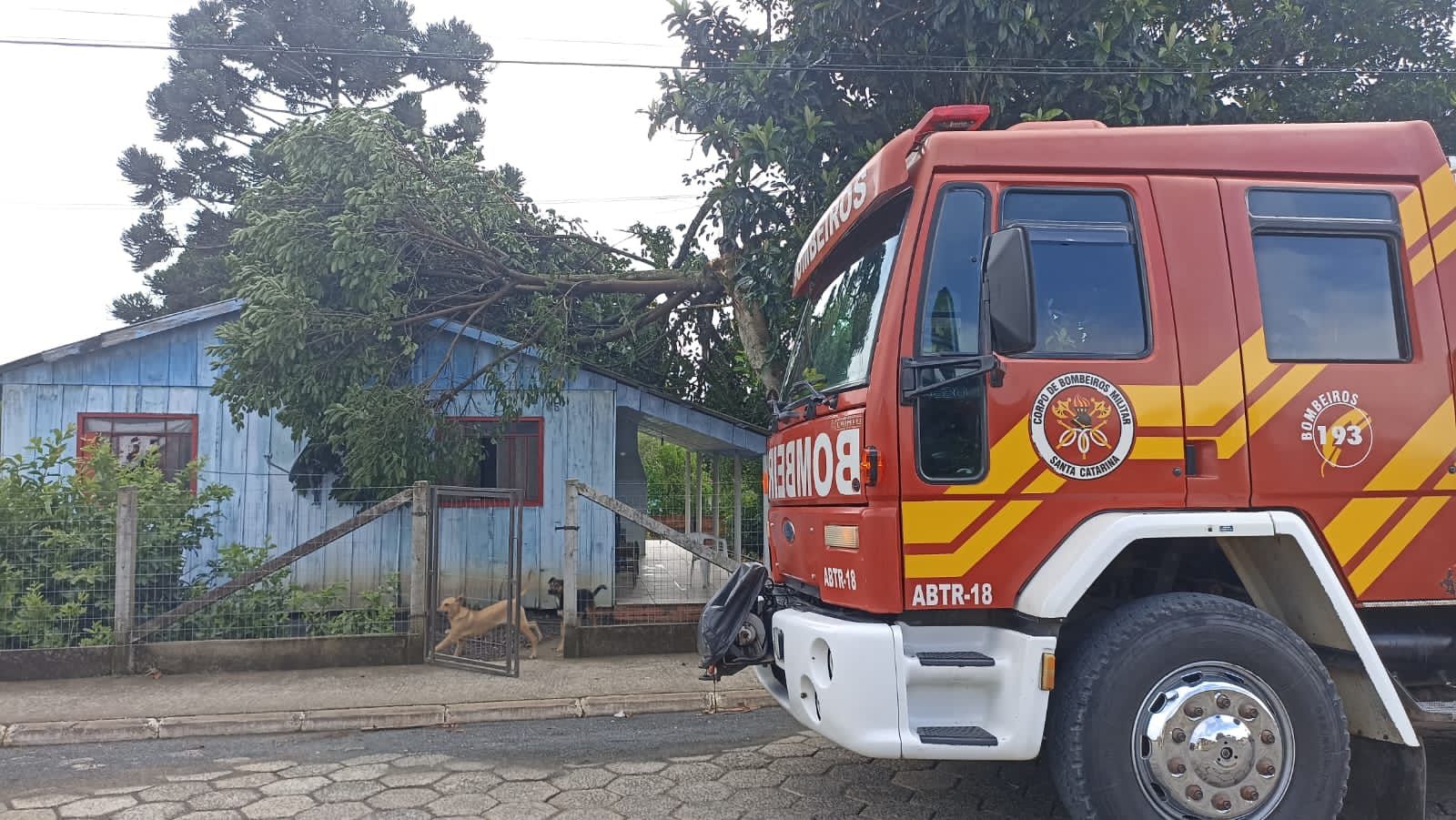 Árvore cai sobre residência no município de Major Vieira